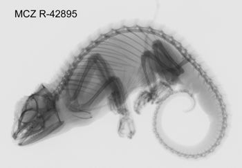 Media type: image; Herpetology R-42895